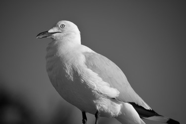 Bird B & W.jpg