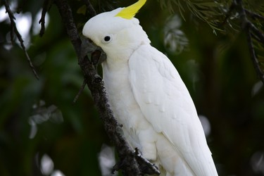 Birdy.jpg