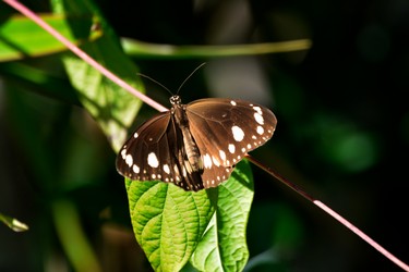 Butterfly.jpg