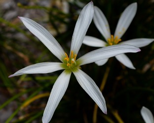 Flower Garden.jpg