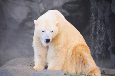 Polar Bear.jpg