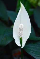 The Flower 2.jpg
