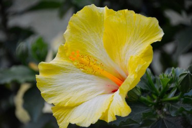 Yellow Flower.jpg